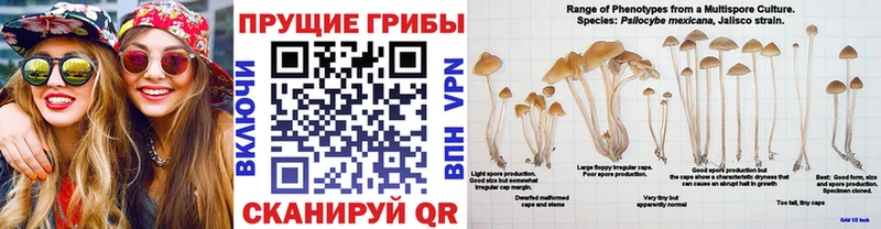 Галлюциногенные грибы мицелий  Тосно 